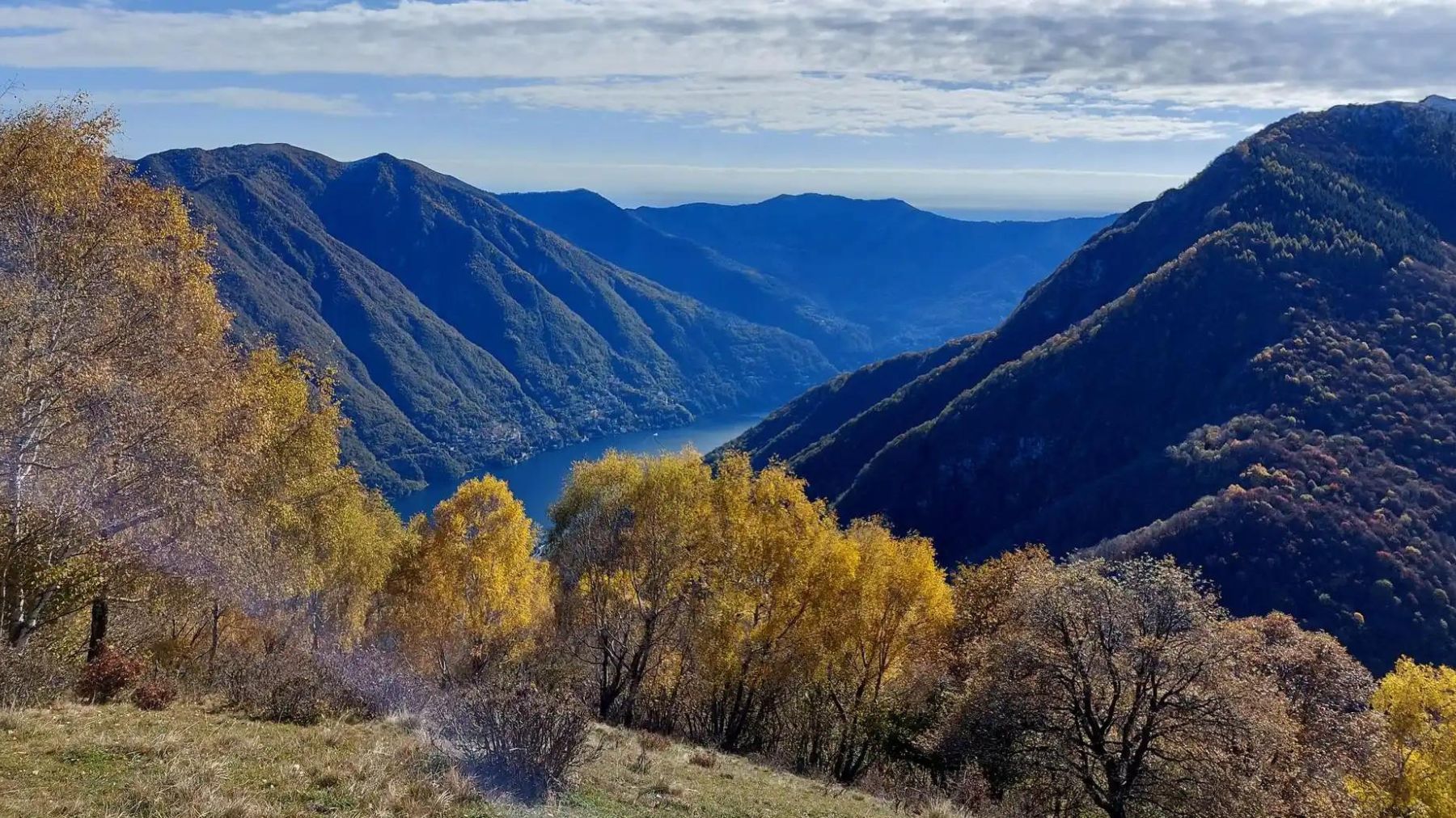 alberi ingialliti dall'autunno a giumello