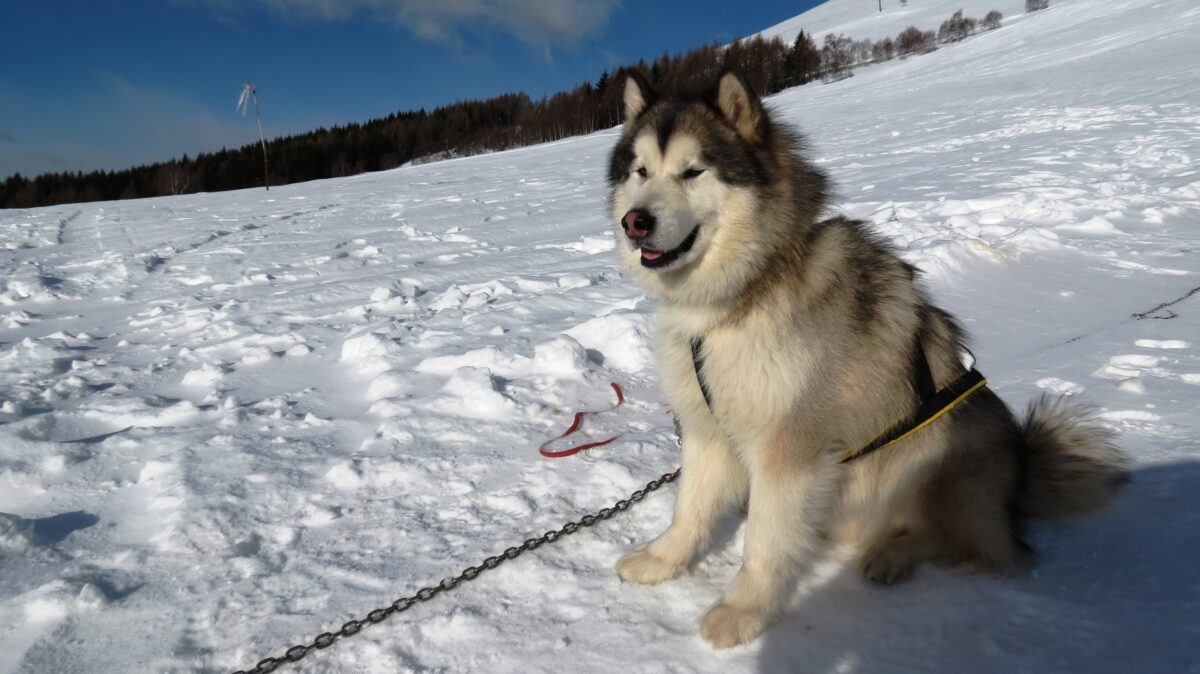 Malamute-Tag am Alpe Giumello