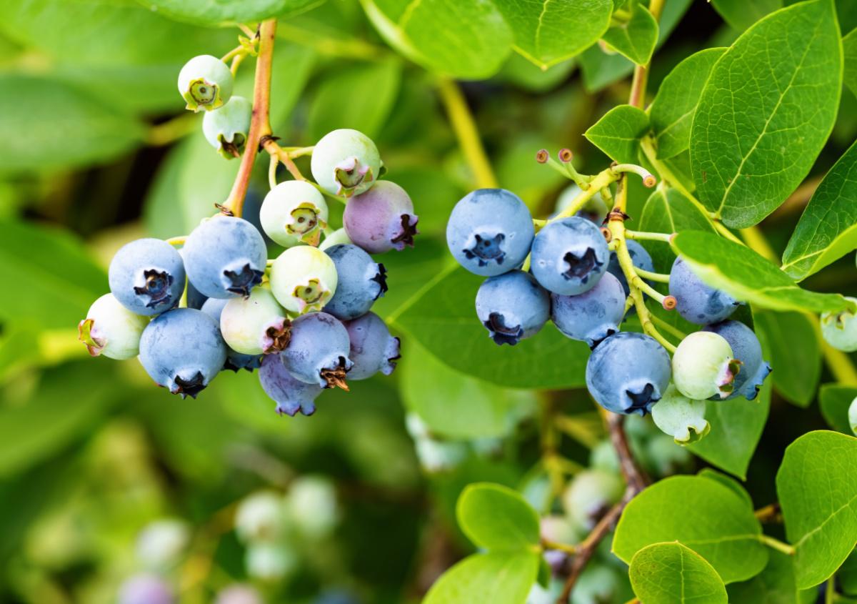 Waldheidelbeeren