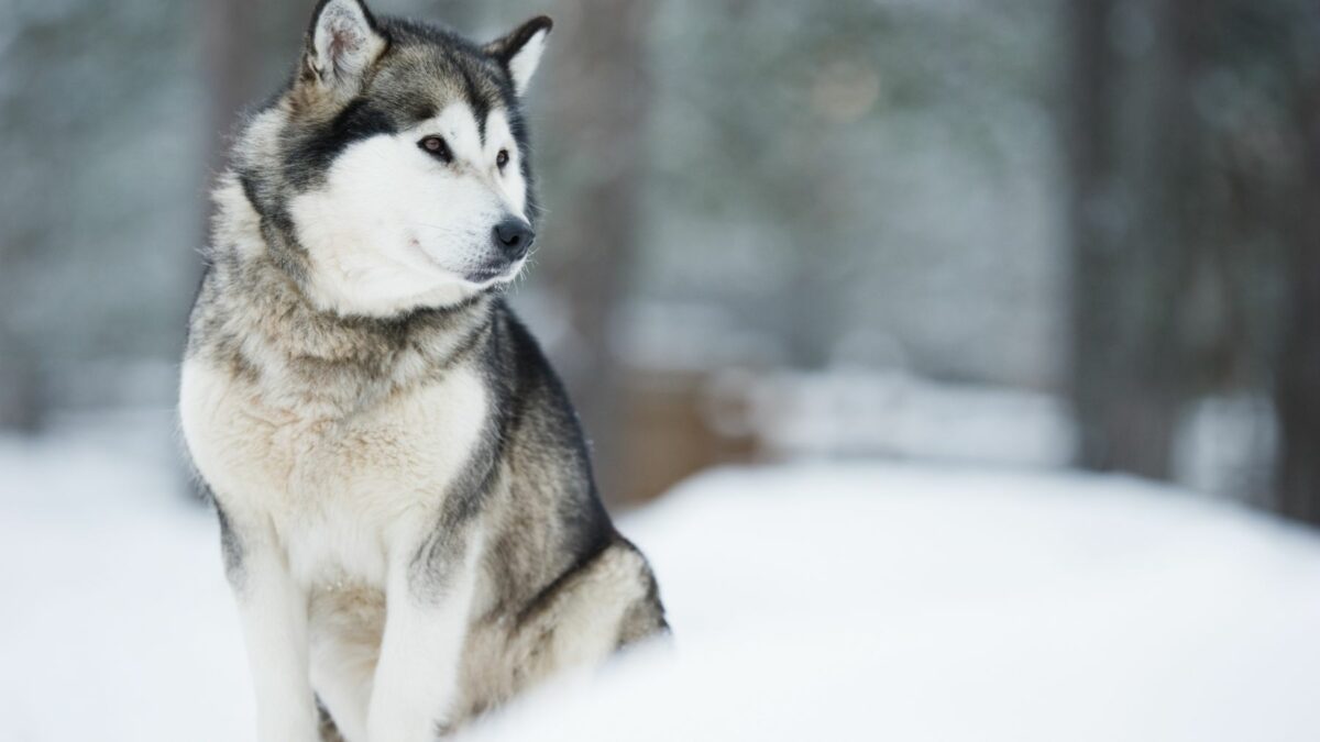 malamute day 2025