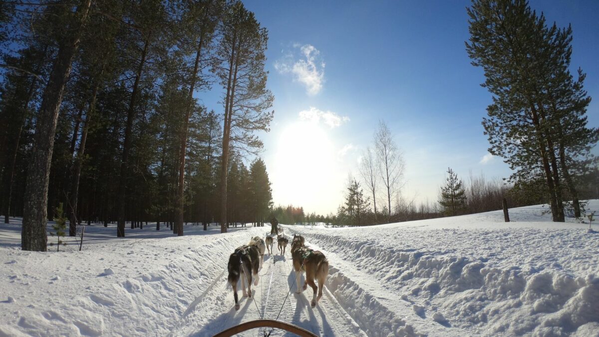 Malamute day cani da slitta