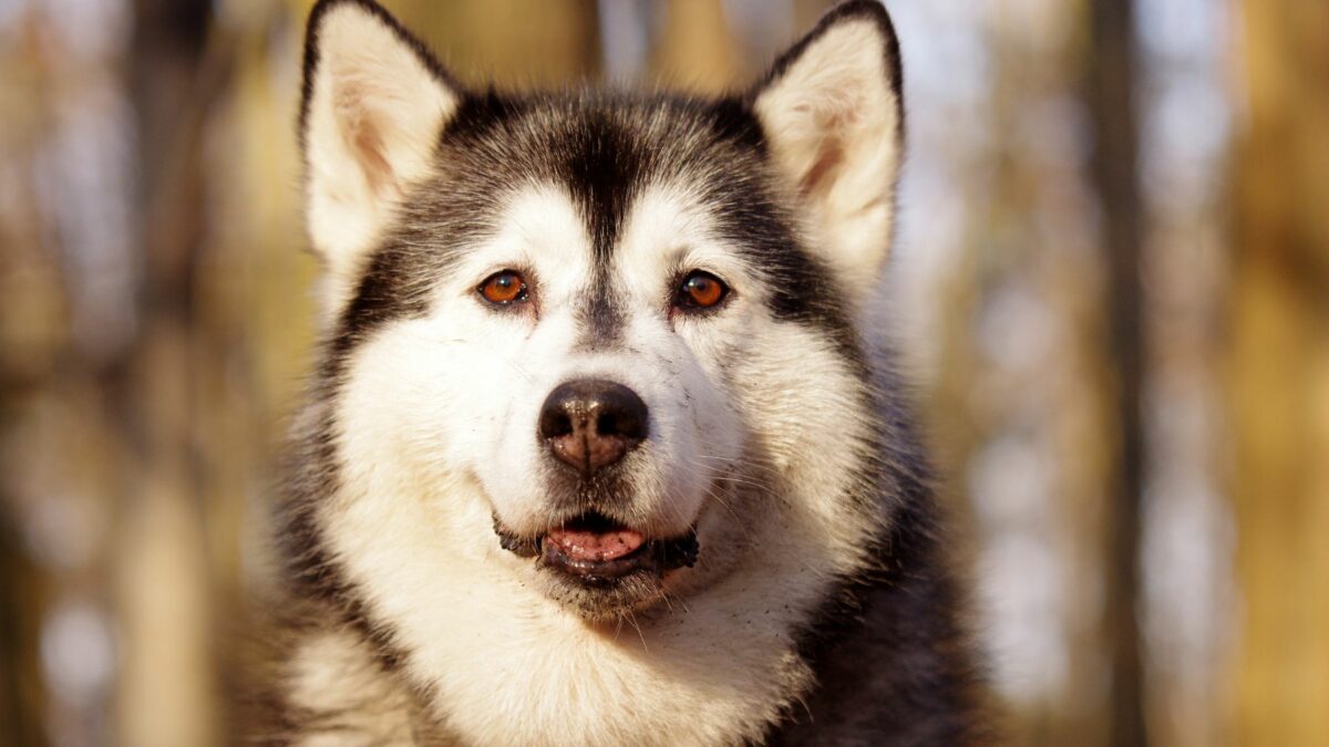 Malamute sleeddog