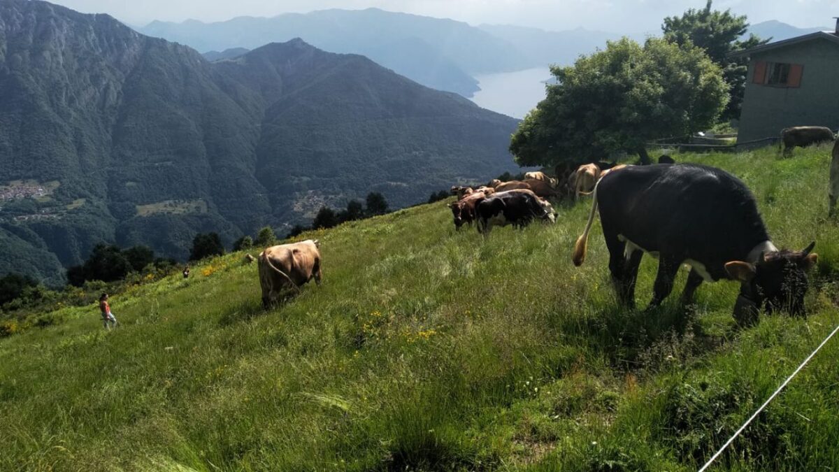 alpeggio alpe chiaro, produzione formaggi