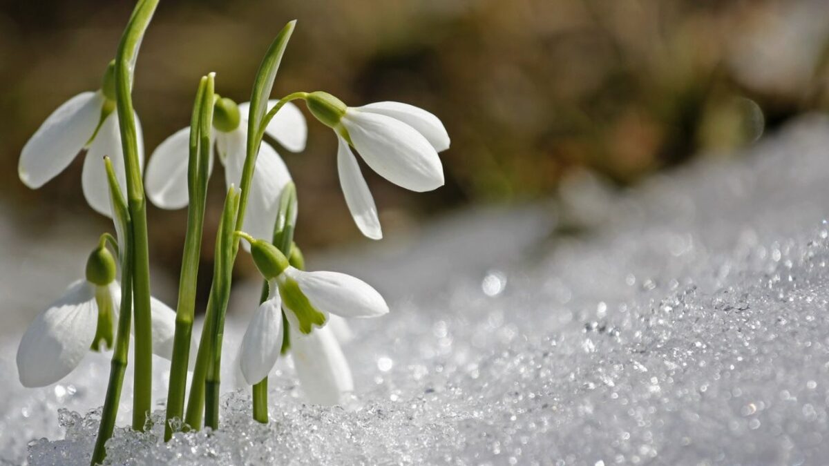 una primula all'alpe giumello