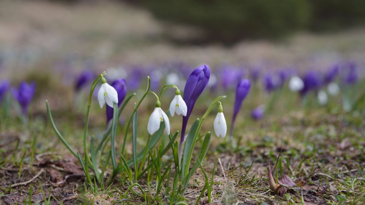 prati in fiore all'alpe Giumello Rifugio Shambalà